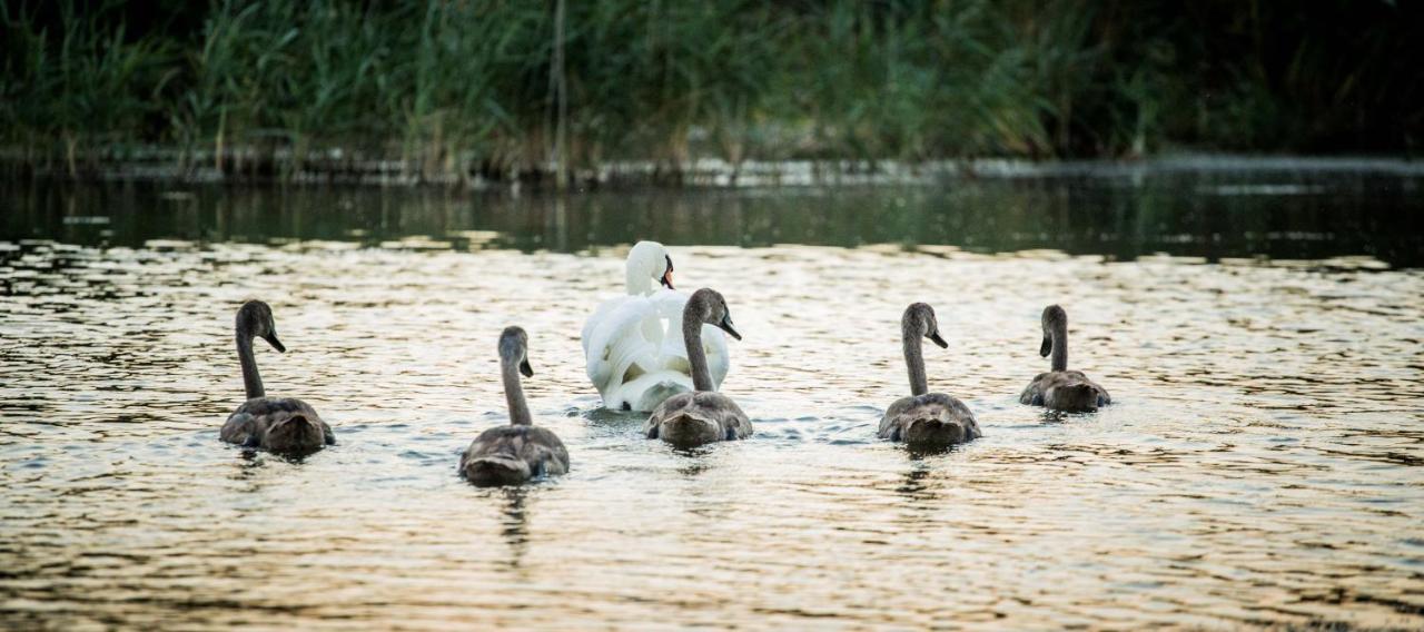 Pensiunea Nest Dunavăţu de Jos エクステリア 写真