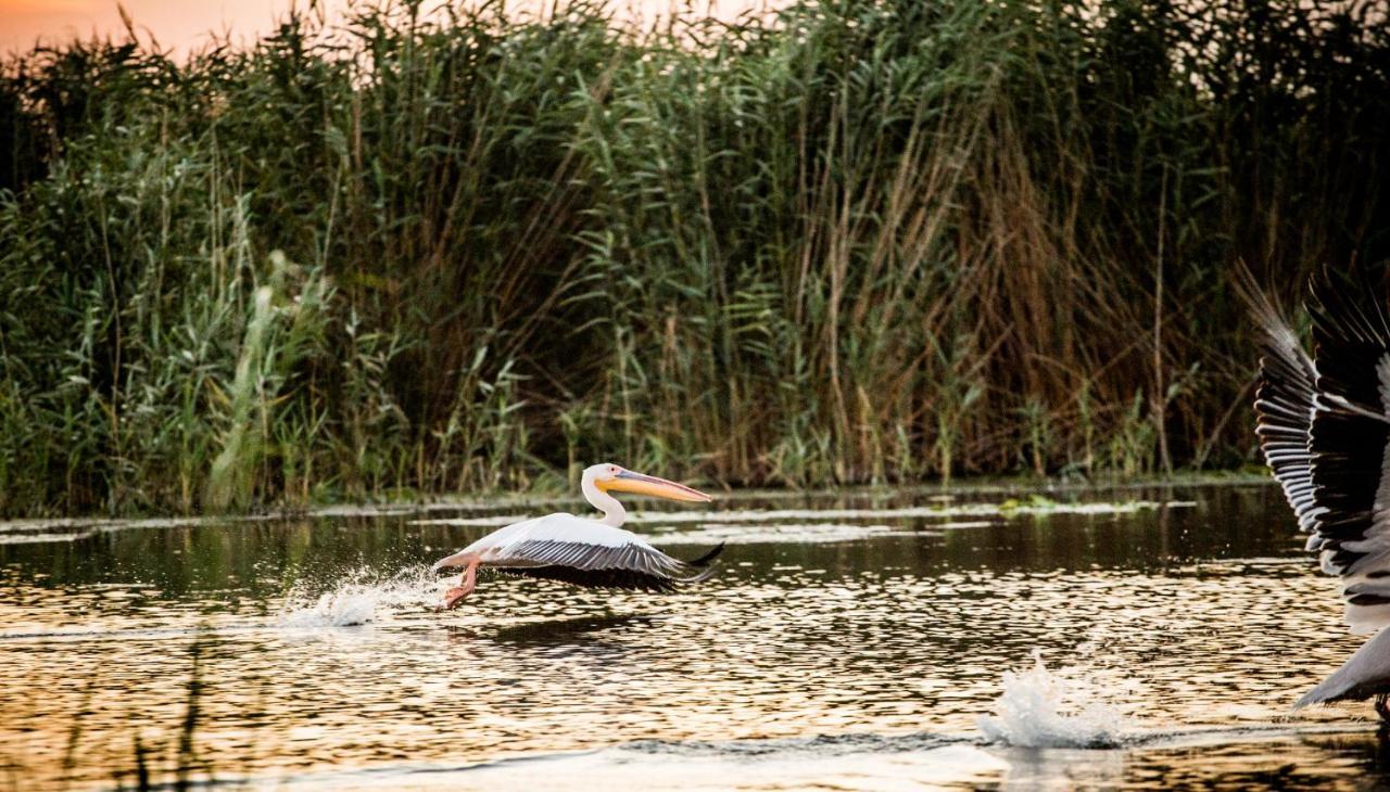 Pensiunea Nest Dunavăţu de Jos エクステリア 写真