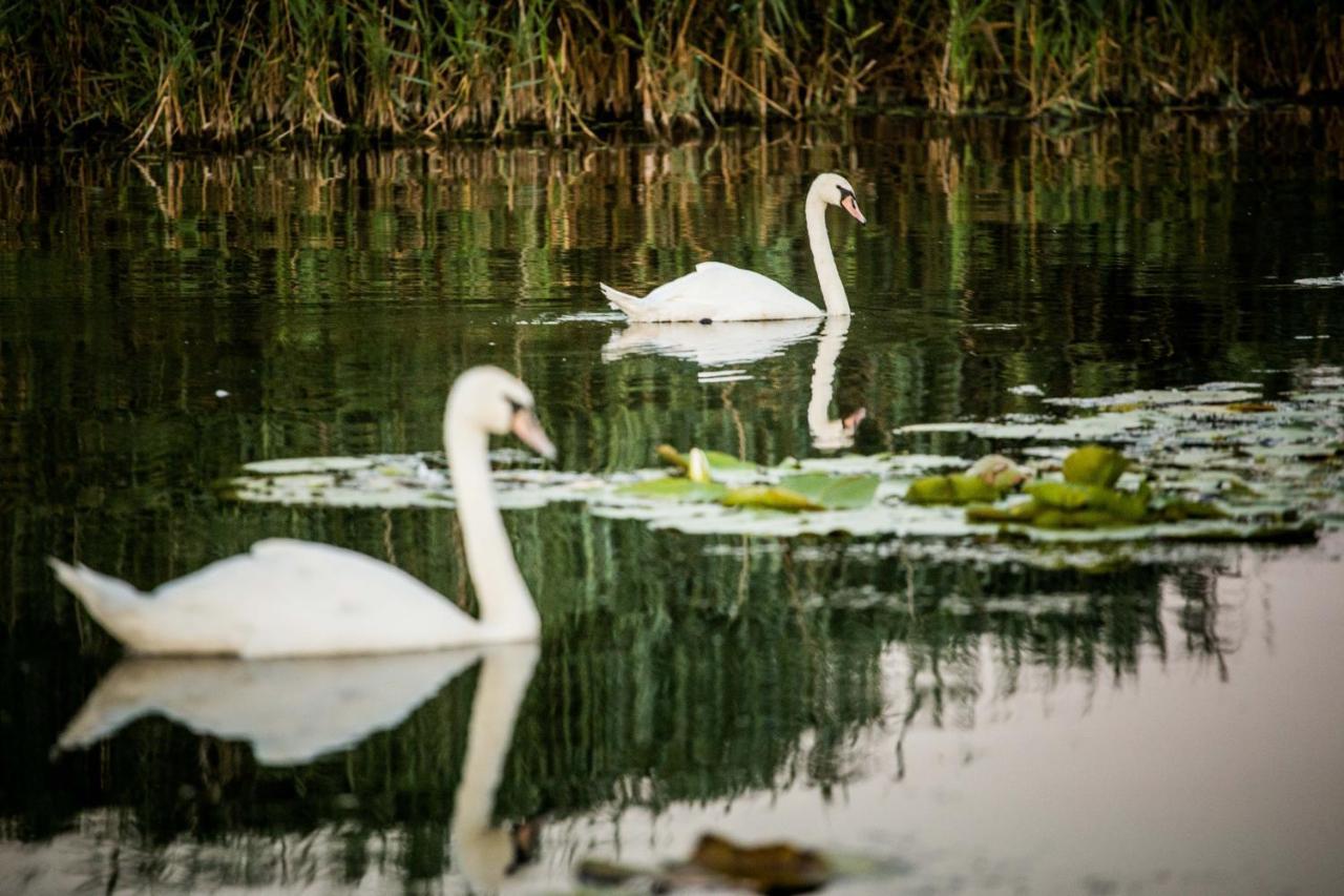 Pensiunea Nest Dunavăţu de Jos エクステリア 写真